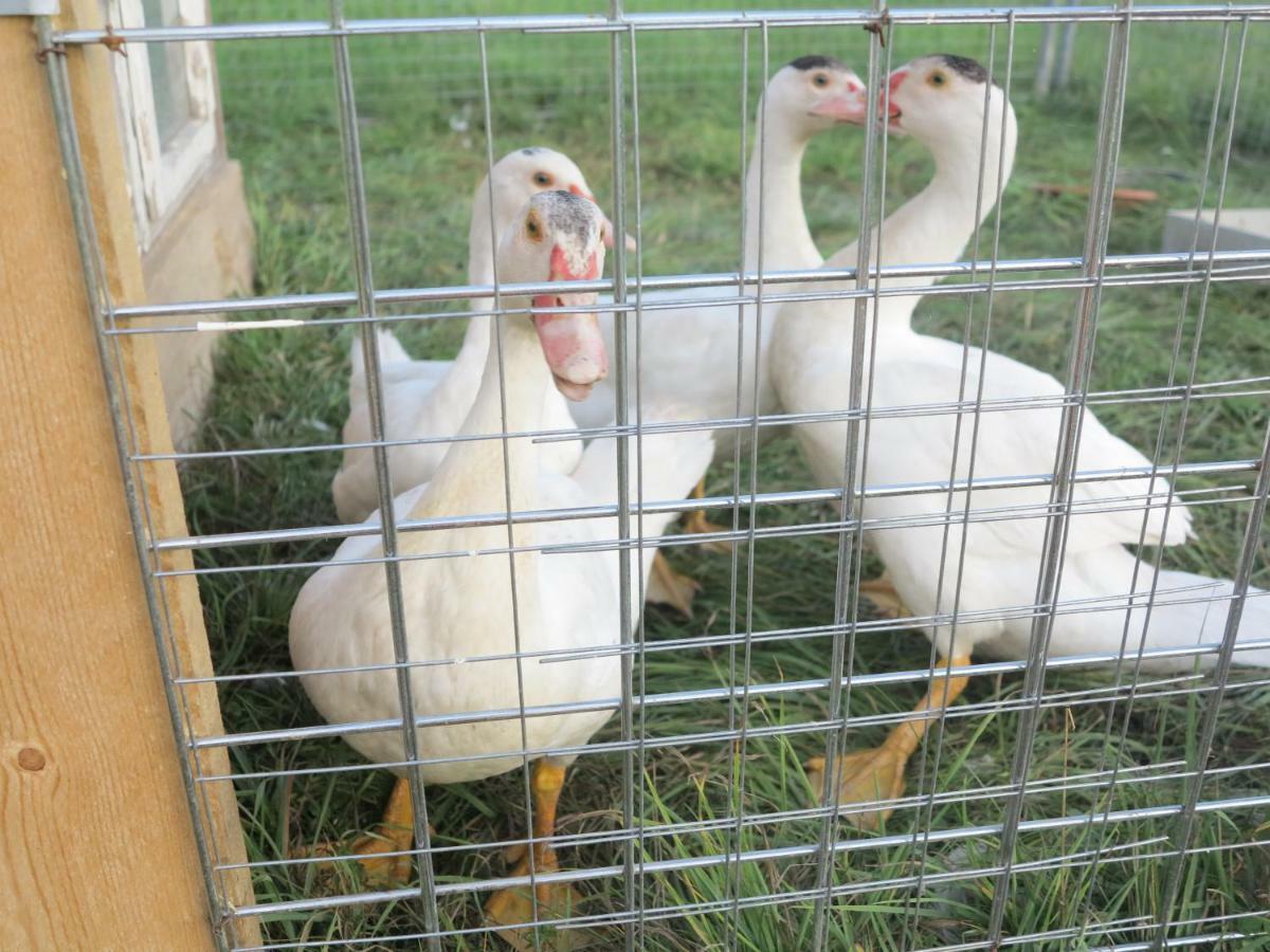 Ferienwohnung Kuehnel Pfaffendorf 外观 照片